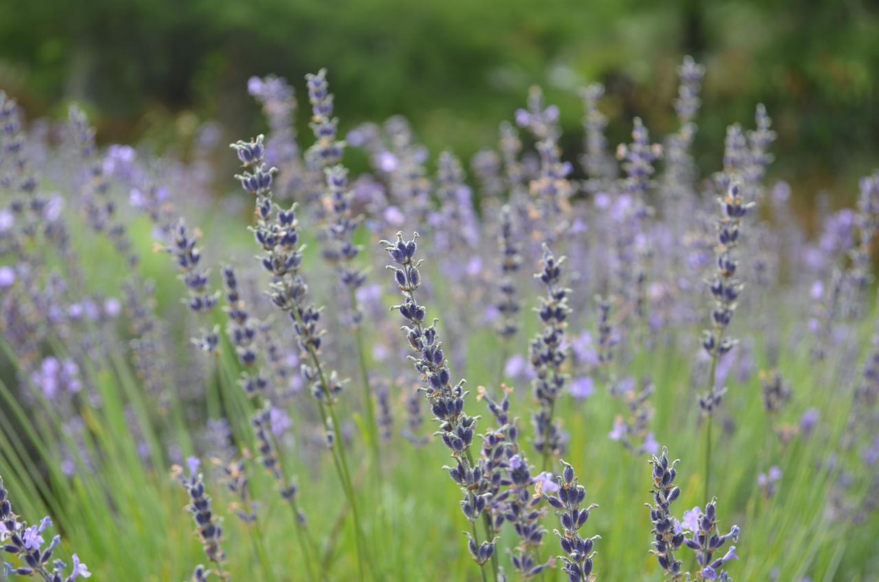 לינה וארוחת בוקר Riverhead Lavender Hill מראה חיצוני תמונה